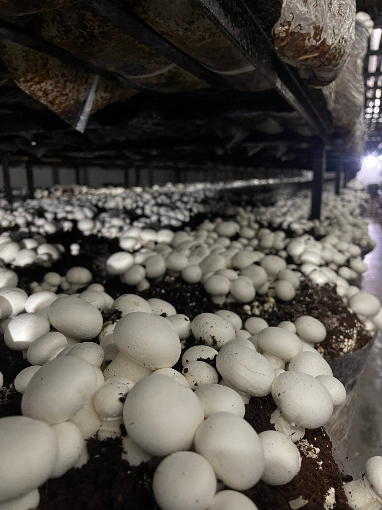Is It OK to Eat Mushrooms Every Day? - Best Mushroom Farm in Patna, Bihar | Kyms Orgo Farm Farm Mushroom