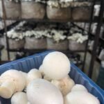 Pack Button Mushroom