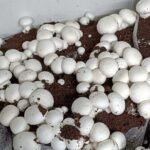 Organic Button Mushroom