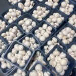 Pack Button Mushroom