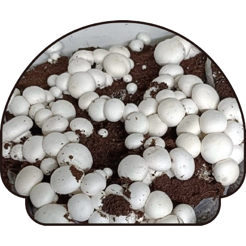 About - Best Mushroom Farm in Patna, Bihar | Kyms Orgo Farm Button Mushroom
