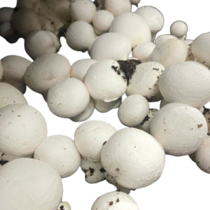 Portfolio Gallery - Best Mushroom Farm in Patna, Bihar | Kyms Orgo Farm 25kg