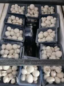 Portfolio Gallery - Best Mushroom Farm in Patna, Bihar | Kyms Orgo Farm Best Mushroom Farm in Patna, Bihar | Kyms Orgo Farm - Portfolio Gallery