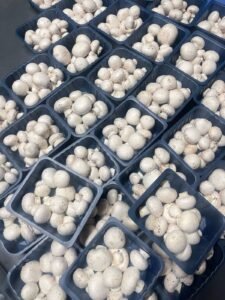 Portfolio Gallery - Best Mushroom Farm in Patna, Bihar | Kyms Orgo Farm Best Mushroom Farm in Patna, Bihar | Kyms Orgo Farm - Portfolio Gallery