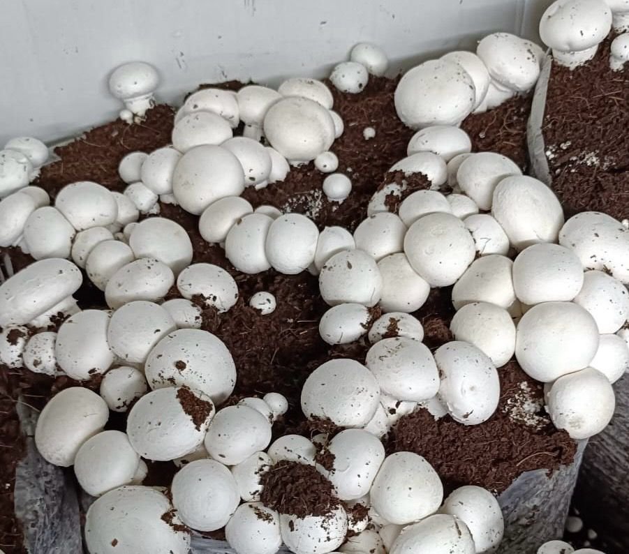 Which Mushroom is High in Demand? A Guide to Choosing the Best - Best Mushroom Farm in Patna, Bihar | Kyms Orgo Farm Best Mushroom Farm in Patna, Bihar | Kyms Orgo Farm - Which Mushroom is High in Demand? A Guide to Choosing the Best