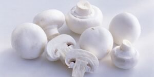 Portfolio Gallery - Best Mushroom Farm in Patna, Bihar | Kyms Orgo Farm Best Mushroom Farm in Patna, Bihar | Kyms Orgo Farm - Portfolio Gallery