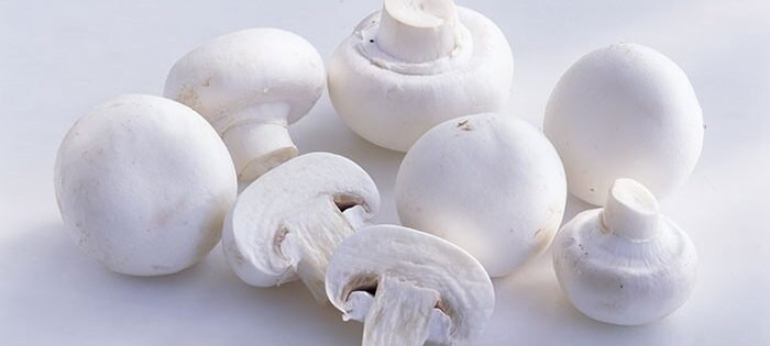 Best Mushroom Farm in Patna, Bihar | Kyms Orgo Farm - What is the Most Commonly Sold Mushroom?