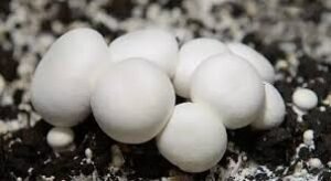 Portfolio Gallery - Best Mushroom Farm in Patna, Bihar | Kyms Orgo Farm Best Mushroom Farm in Patna, Bihar | Kyms Orgo Farm - Portfolio Gallery